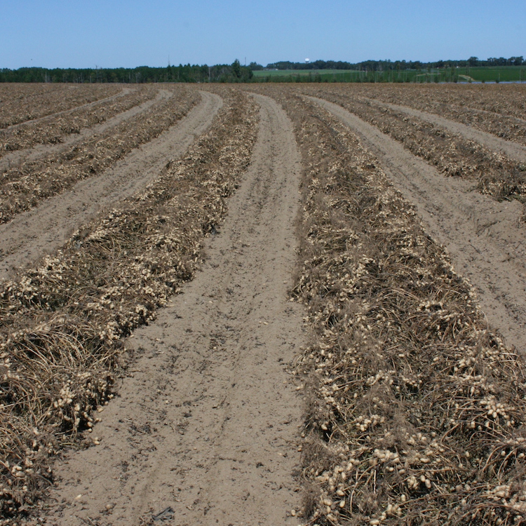 Top peanut contributors honored